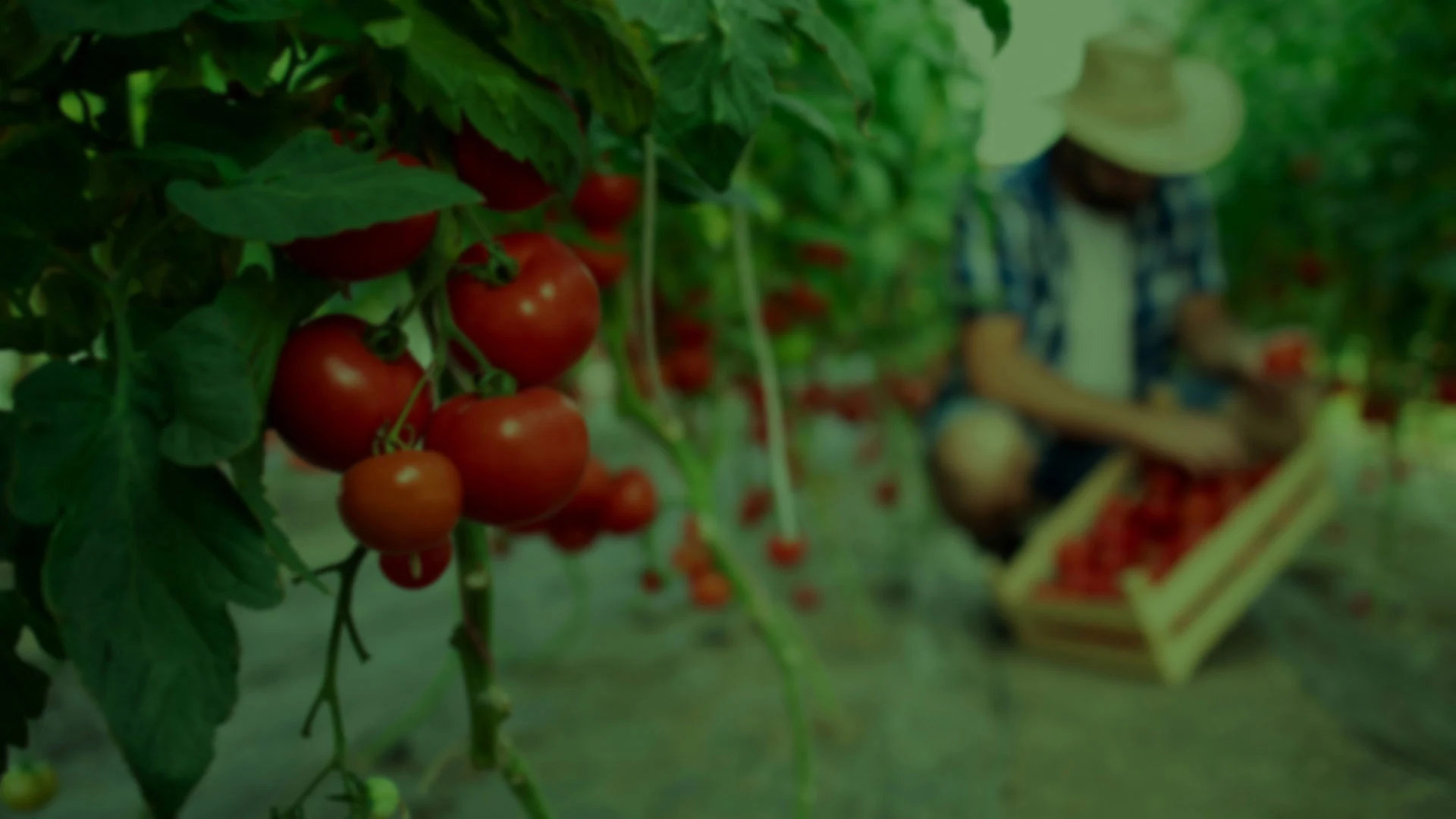 Agrivi Vietnam Coltd